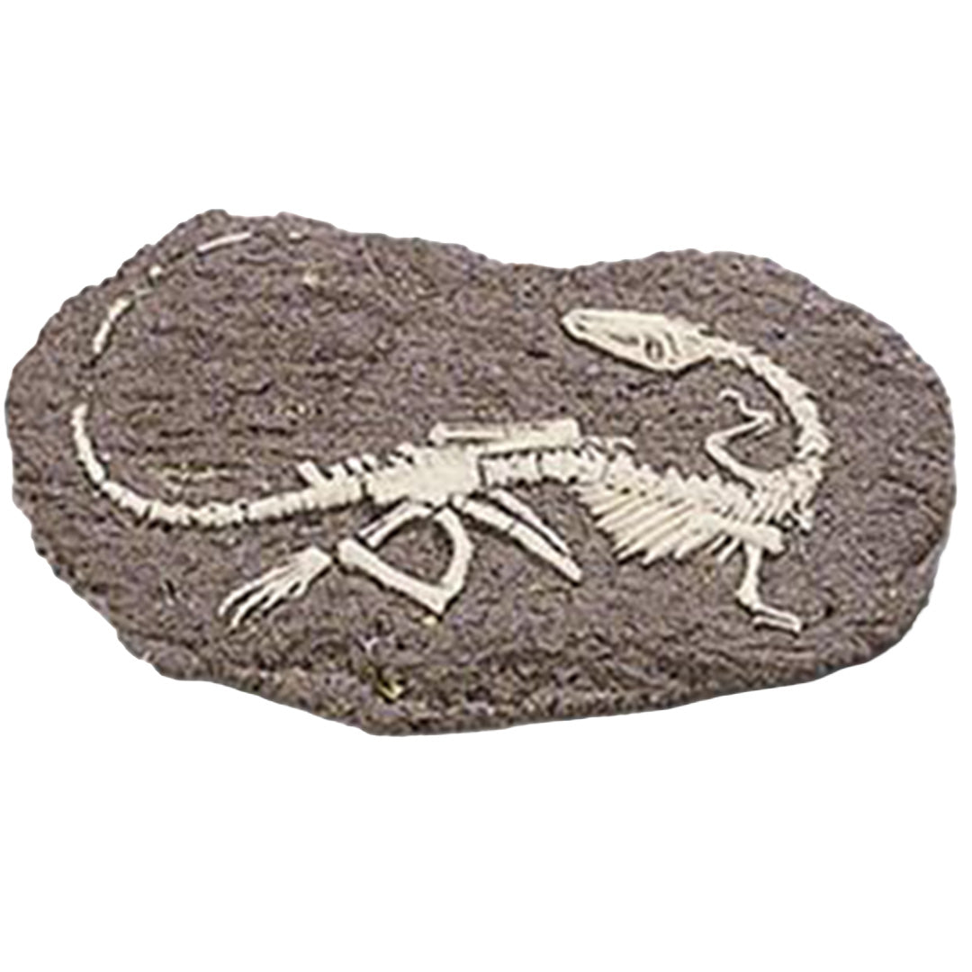 bones & more kit d'excavation fossile de dinosaure