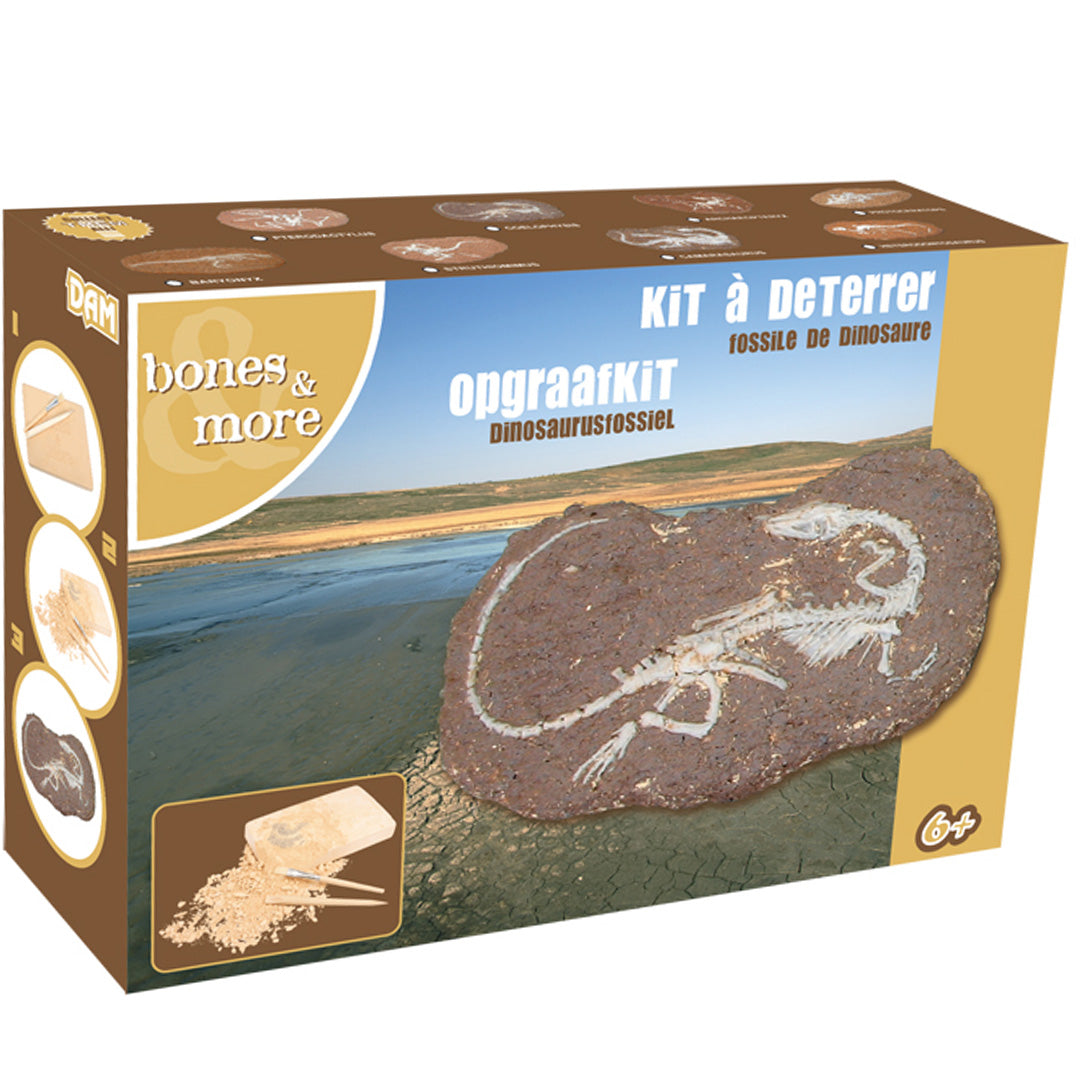 bones & more kit d'excavation fossile de dinosaure